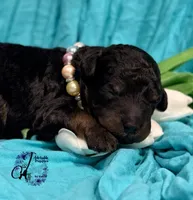 Rhinestone Rebel, a female Poodle - Miniature  for sale in Bristol, VA – Photo 7 of 10