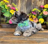 Dakota, a male Miniature Schnauzer for sale in Bristol, VA – 10 of 10