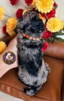 Apple, a female Poodle - Toy  and Poodle - Miniature  for sale in Bristol, VA – 3 of 10
