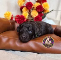 Pecan, a male Poodle - Toy  and Poodle - Miniature  for sale in Bristol, VA – 7 of 10