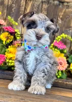 Dusty , a male Miniature Schnauzer for sale in Bristol, VA – 4 of 10