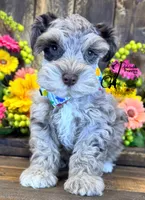 Dusty , a male Miniature Schnauzer for sale in Bristol, VA – 6 of 10