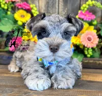 Dusty , a male Miniature Schnauzer for sale in Bristol, VA – 10 of 10