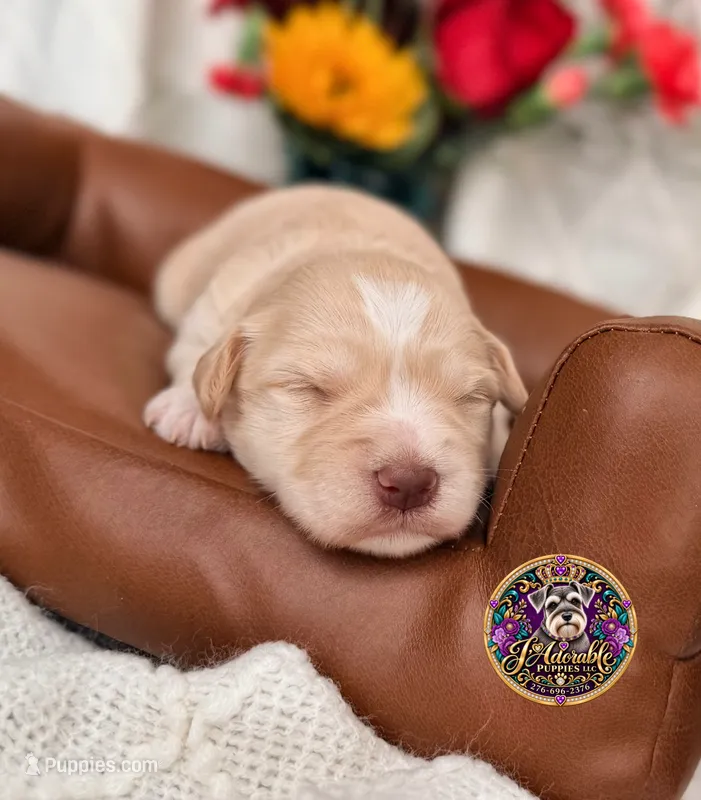 Betty Lou – Miniature Schnauzer puppy for sale in Bristol, VA