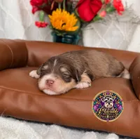 Martha May, a female Miniature Schnauzer for sale in Bristol, VA – 10 of 10