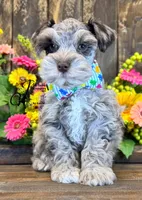 Dusty , a male Miniature Schnauzer for sale in Bristol, VA – 3 of 10