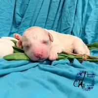 Lone Star, a male Poodle - Miniature  for sale in Bristol, VA – Photo 6 of 10