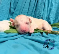 Lone Star, a male Poodle - Miniature  for sale in Bristol, VA – Photo 6 of 10