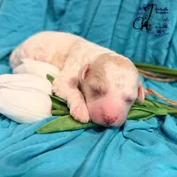 Lone Star, a male Poodle - Miniature  for sale in Bristol, VA – Photo 7 of 10