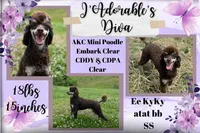 Lone Star, a male Poodle - Miniature  for sale in Bristol, VA – Photo 10 of 10