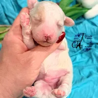 Lone Star, a male Poodle - Miniature  for sale in Bristol, VA – Photo 3 of 10