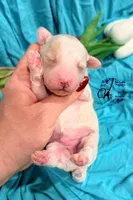 Lone Star, a male Poodle - Miniature  for sale in Bristol, VA – Photo 3 of 10