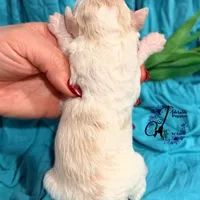 Lone Star, a male Poodle - Miniature  for sale in Bristol, VA – Photo 4 of 10