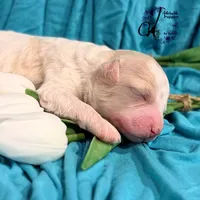 Lone Star, a male Poodle - Miniature  for sale in Bristol, VA – Photo 8 of 10