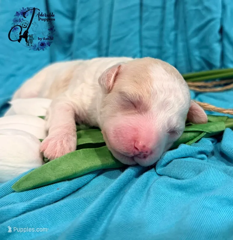 Lone Star, a male Poodle - Miniature  for sale in Bristol, VA – Photo 1 of 10