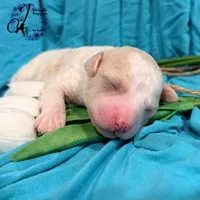 Lone Star, a male Poodle - Miniature  for sale in Bristol, VA – Photo 1 of 10