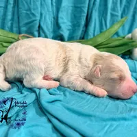 Lone Star, a male Poodle - Miniature  for sale in Bristol, VA – Photo 5 of 10