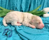 Lone Star, a male Poodle - Miniature  for sale in Bristol, VA – Photo 5 of 10