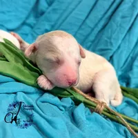 Lone Star, a male Poodle - Miniature  for sale in Bristol, VA – Photo 2 of 10