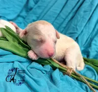 Lone Star, a male Poodle - Miniature  for sale in Bristol, VA – Photo 2 of 10