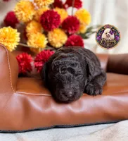 Pecan, a male Poodle - Toy  and Poodle - Miniature  for sale in Bristol, VA – 5 of 10