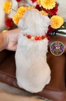 Grace, a female Miniature Schnauzer for sale in Bristol, VA – 3 of 10