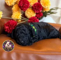 Blueberry , a male Poodle - Toy  and Poodle - Miniature  for sale in Bristol, VA – 8 of 10
