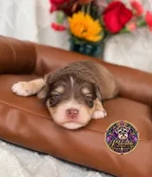 Martha May, a female Miniature Schnauzer for sale in Bristol, VA – 5 of 10