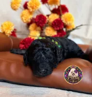 Hershey, a male Poodle - Toy  and Poodle - Miniature  for sale in Bristol, VA – 1 of 10