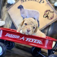 Midge, a female Bordoodle for sale in Bristol, VA – Photo 2 of 10