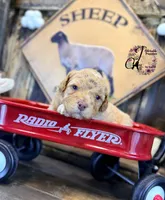 Midge, a female Bordoodle for sale in Bristol, VA – Photo 2 of 10