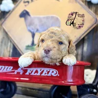Midge, a female Bordoodle for sale in Bristol, VA – Photo 1 of 10