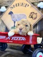 Midge, a female Bordoodle for sale in Bristol, VA – Photo 1 of 10