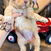 Midge, a female Bordoodle for sale in Bristol, VA – Photo 4 of 10