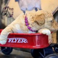 Midge, a female Bordoodle for sale in Bristol, VA – Photo 9 of 10