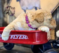 Midge, a female Bordoodle for sale in Bristol, VA – Photo 9 of 10