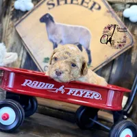 Midge, a female Bordoodle for sale in Bristol, VA – Photo 7 of 10