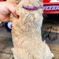Midge, a female Bordoodle for sale in Bristol, VA – Photo 3 of 10