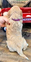 Midge, a female Bordoodle for sale in Bristol, VA – Photo 3 of 10