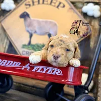 Midge, a female Bordoodle for sale in Bristol, VA – Photo 10 of 10