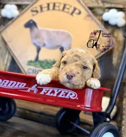 Midge, a female Bordoodle for sale in Bristol, VA – Photo 10 of 10