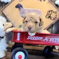 Midge, a female Bordoodle for sale in Bristol, VA – Photo 6 of 10