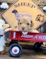 Midge, a female Bordoodle for sale in Bristol, VA – Photo 6 of 10