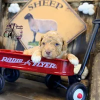 Midge, a female Bordoodle for sale in Bristol, VA – Photo 8 of 10