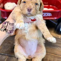 Midge, a female Bordoodle for sale in Bristol, VA – Photo 5 of 10