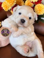 Grace, a female Miniature Schnauzer for sale in Bristol, VA – 5 of 10