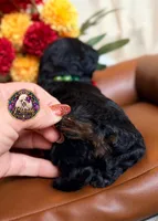 Hershey, a male Poodle - Toy  and Poodle - Miniature  for sale in Bristol, VA – 2 of 10