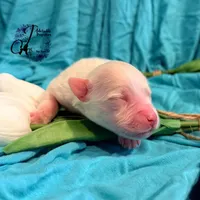 Bentley, a male Miniature Schnauzer for sale in Bristol, VA – Photo 4 of 10