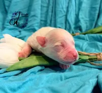 Bentley, a male Miniature Schnauzer for sale in Bristol, VA – Photo 4 of 10