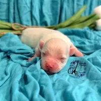 Bentley, a male Miniature Schnauzer for sale in Bristol, VA – Photo 6 of 10